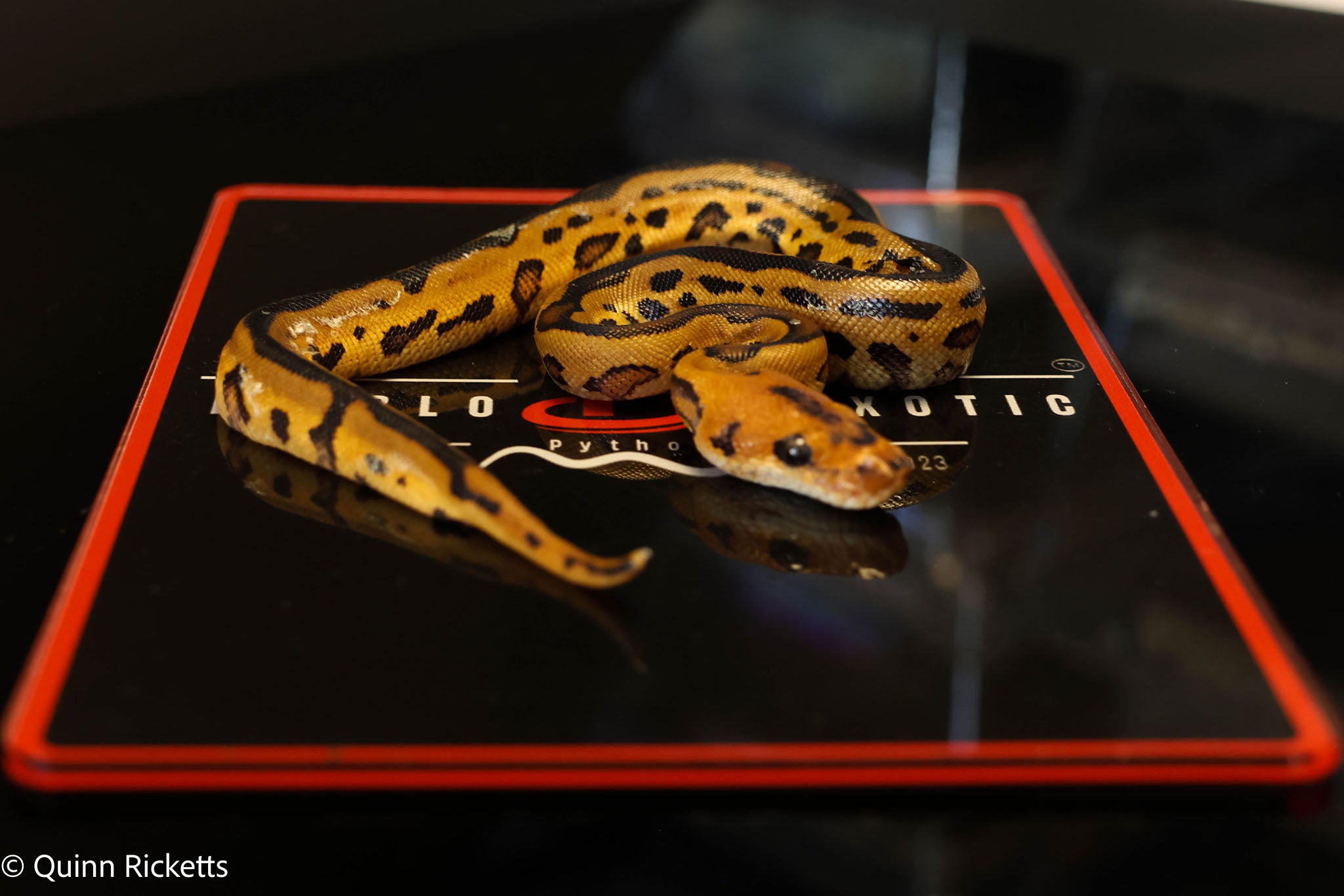 Stranger Yellowbelly Leopard Clown
