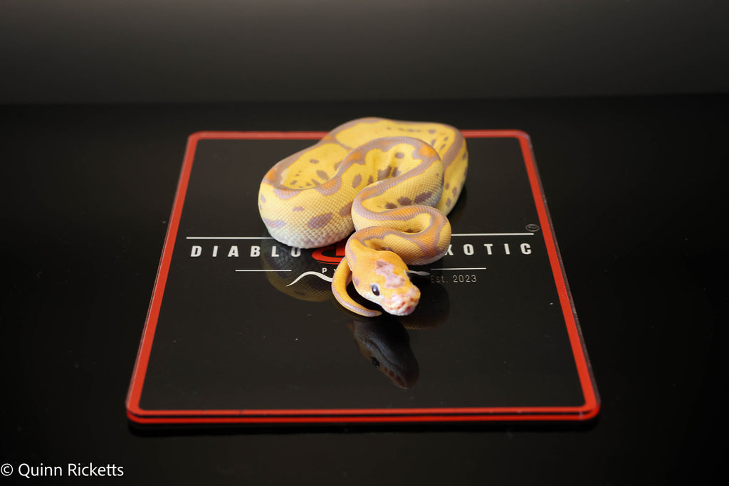 Coral Glow Leopard Stranger Clown