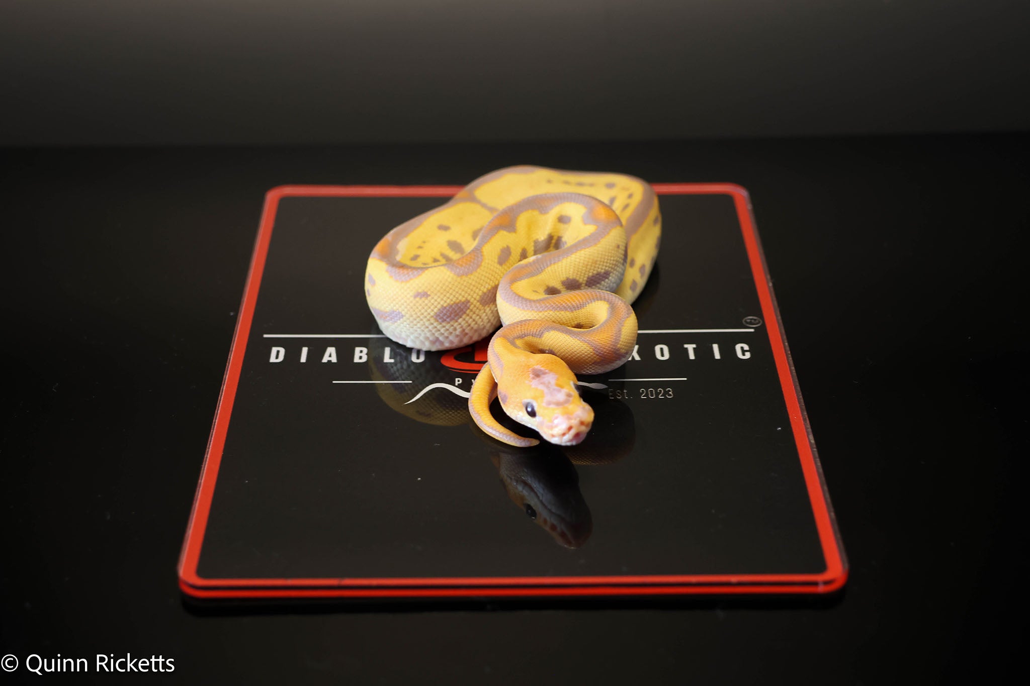 Coral Glow Leopard Stranger Clown