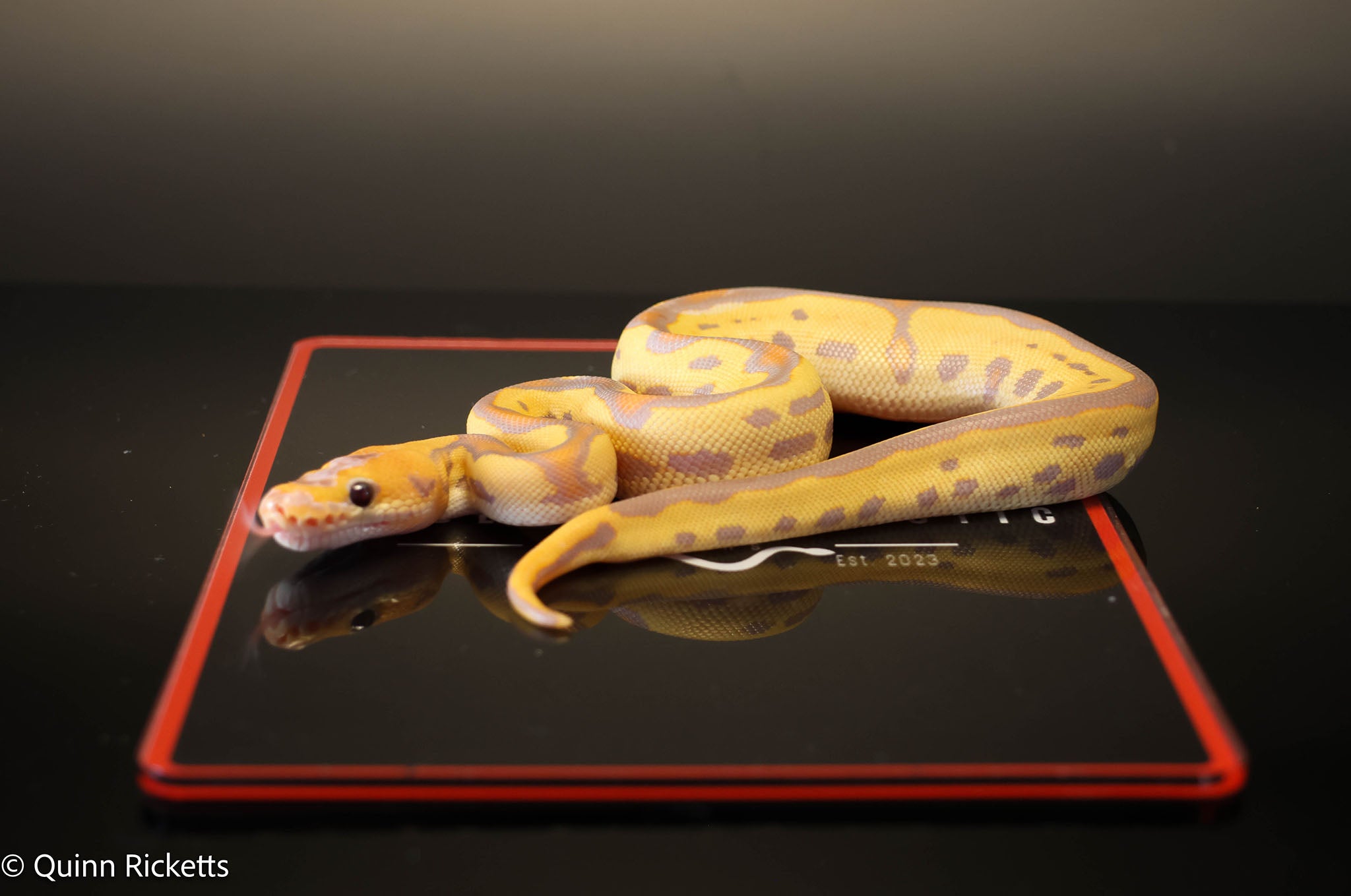 Coral Glow Leopard Stranger Clown