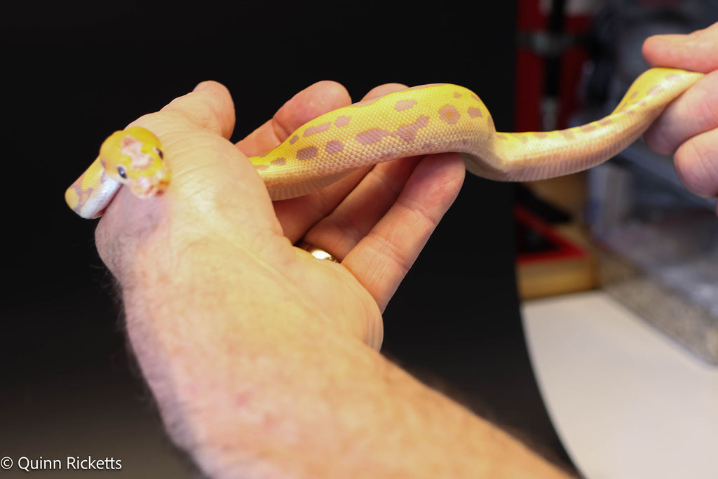 Coral Glow Leopard Stranger Clown