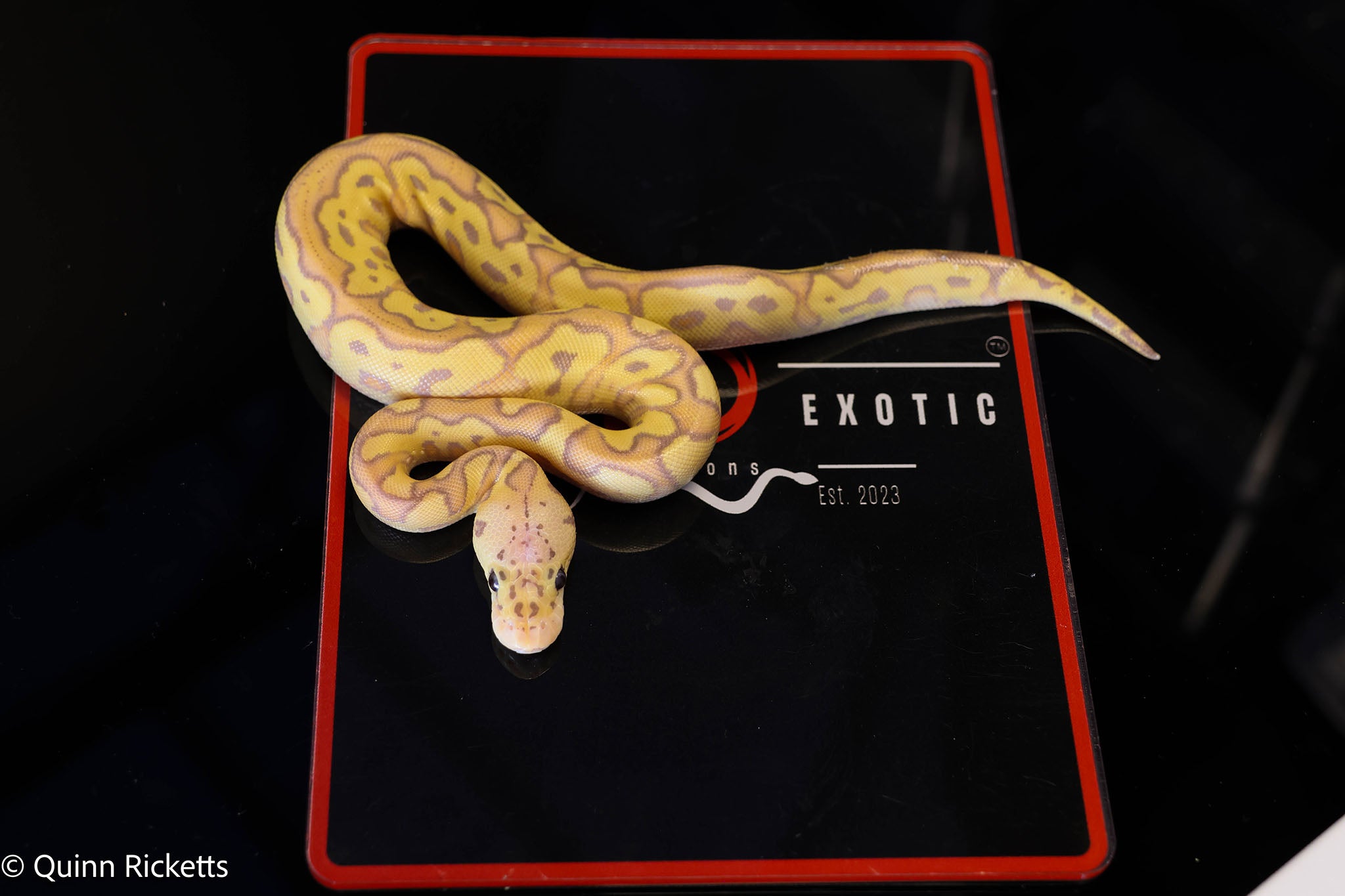 Coral Glow Pastel Stranger Clown