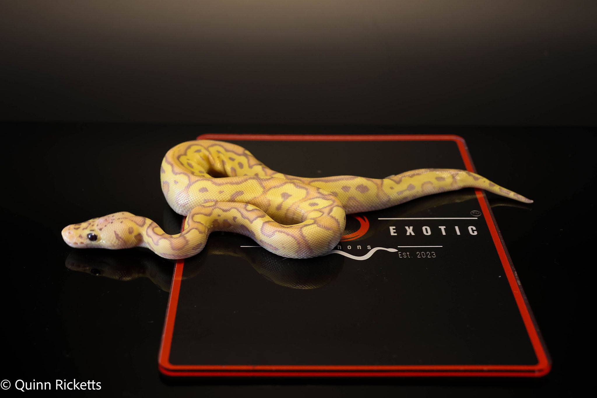 Coral Glow Pastel Stranger Clown