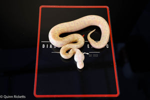 Coral Glow Spotnose Stranger Pastel Clown