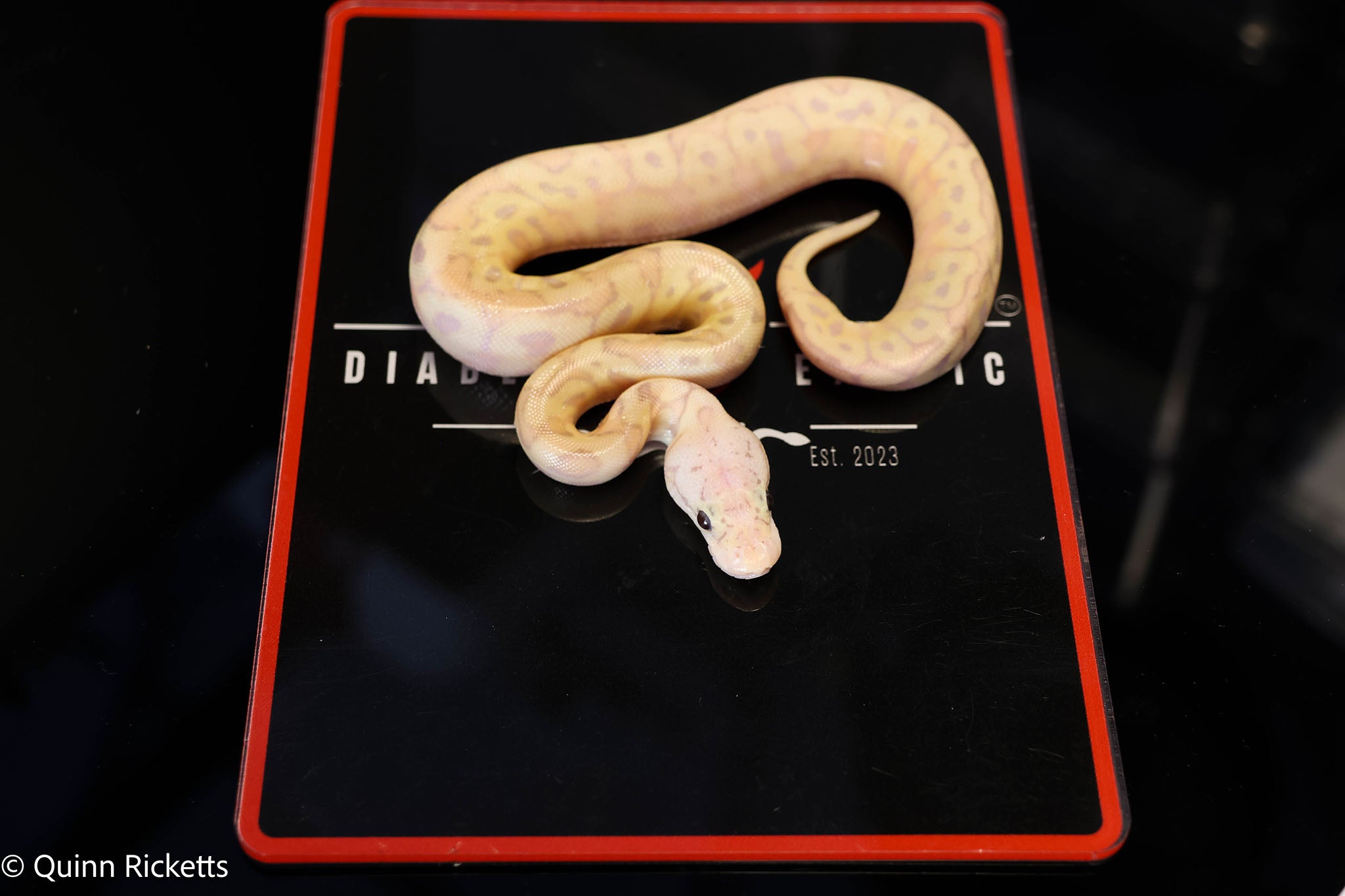 Coral Glow Spotnose Stranger Pastel Clown