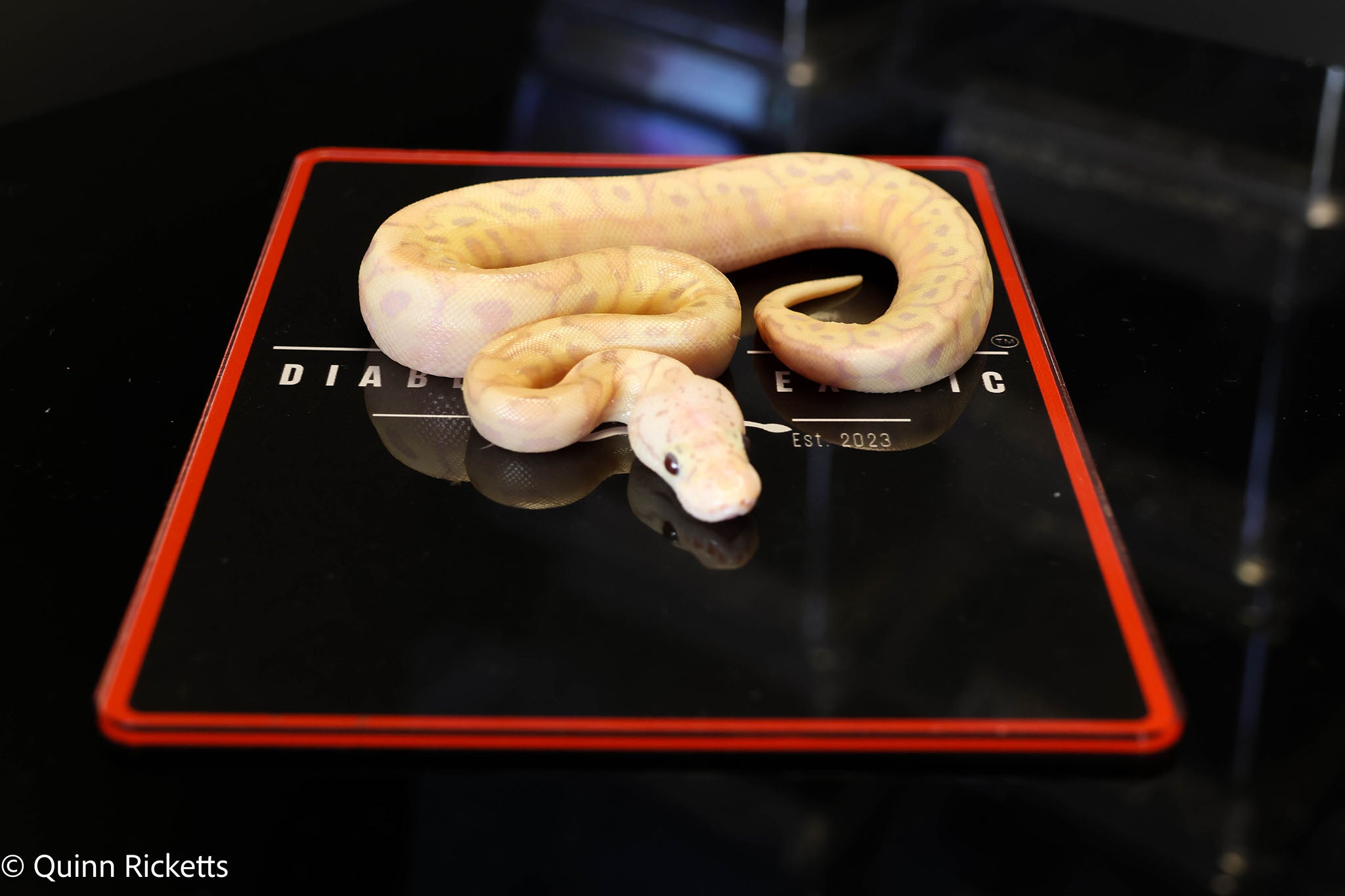 Coral Glow Spotnose Stranger Pastel Clown