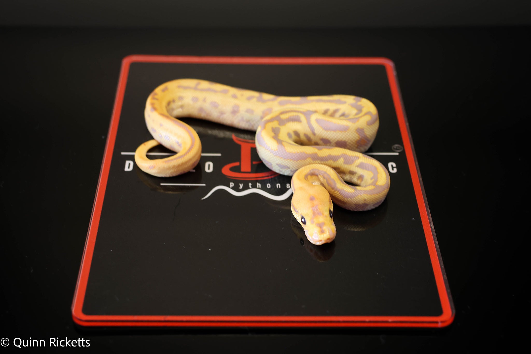 Coral Glow Stranger Spotnose Leopard Clown