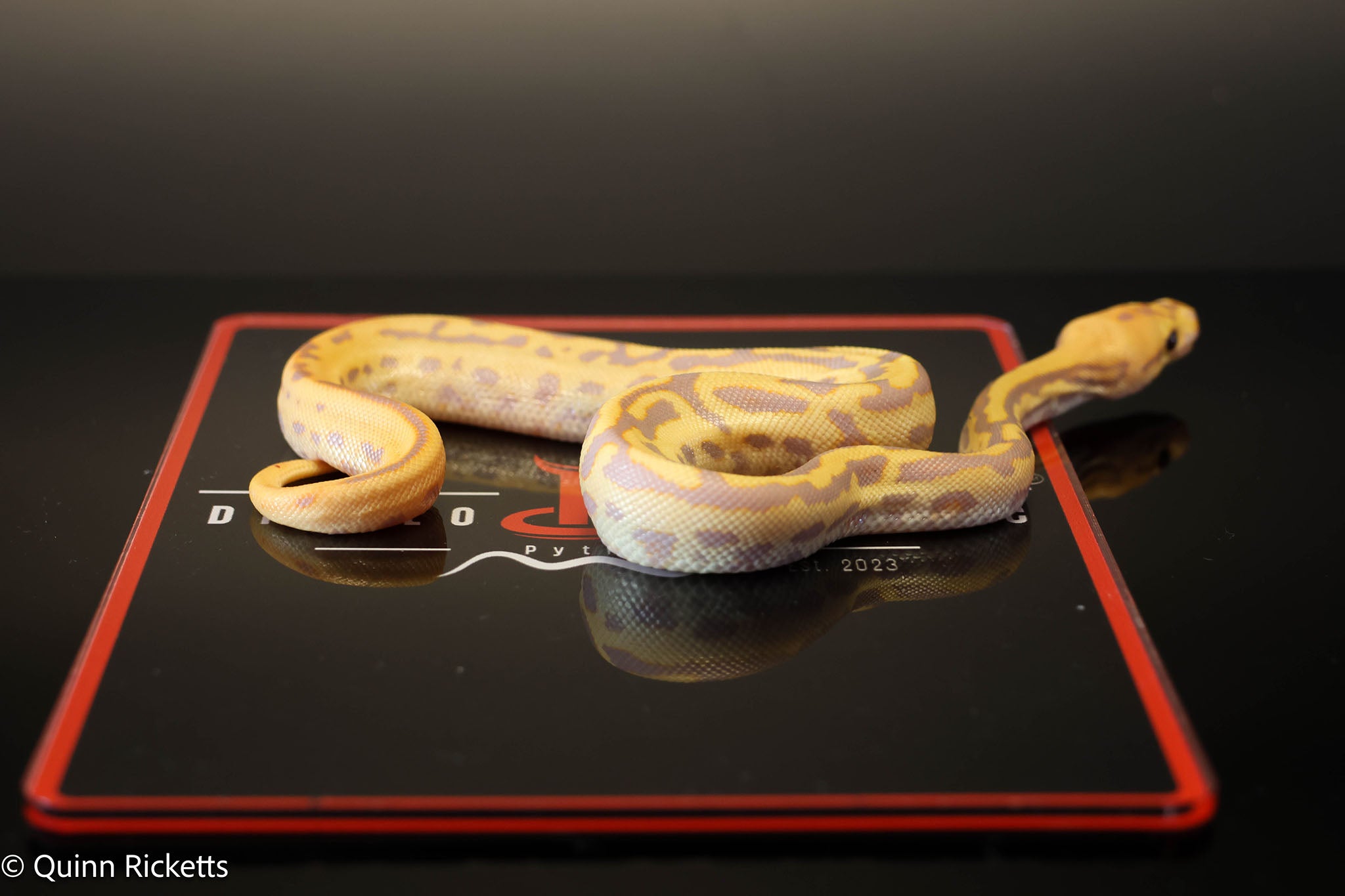 Coral Glow Stranger Spotnose Leopard Clown