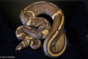 Stranger GHI Mahogany Yellowbelly Paradox