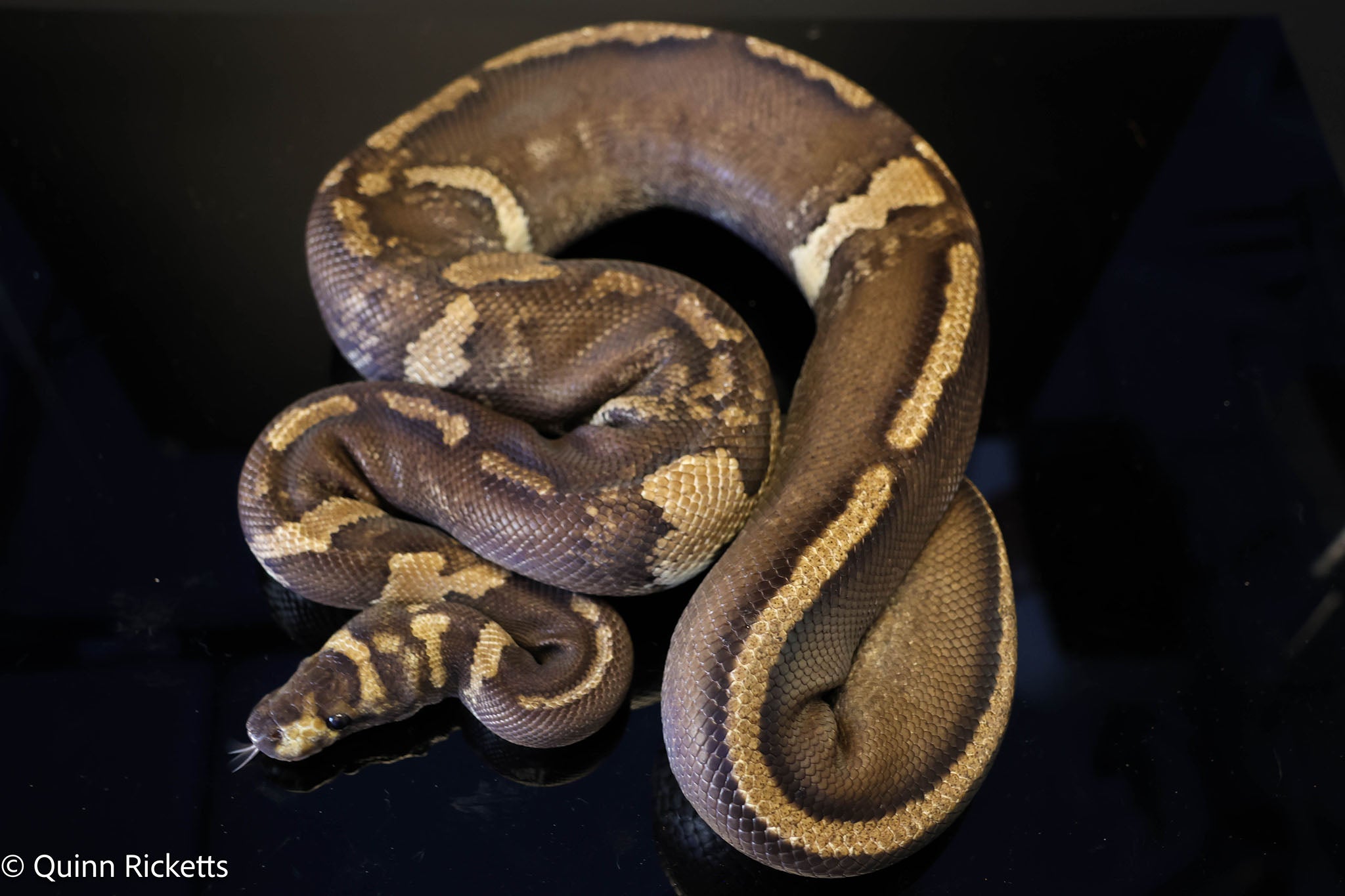 Stranger GHI Mahogany Yellowbelly Paradox