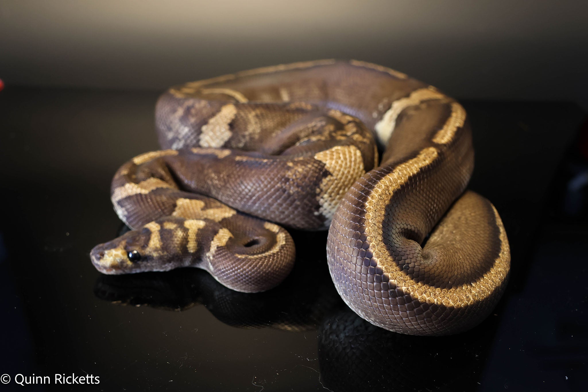 Stranger GHI Mahogany Yellowbelly Paradox