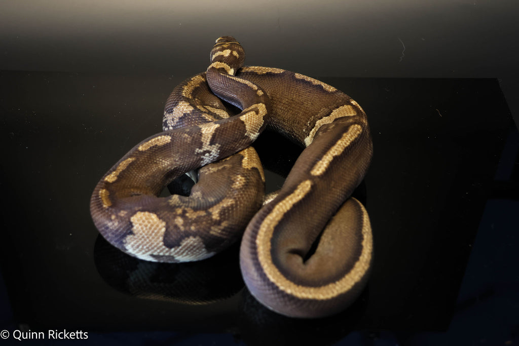 Stranger GHI Mahogany Yellowbelly Paradox