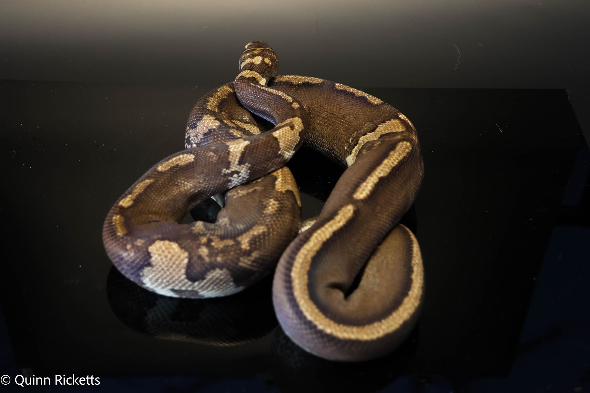Stranger GHI Mahogany Yellowbelly Paradox
