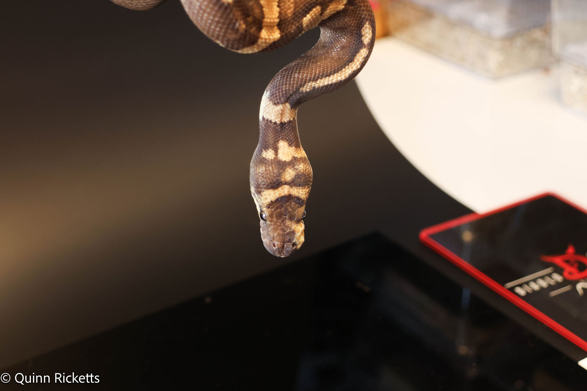 Stranger GHI Mahogany Yellowbelly Paradox