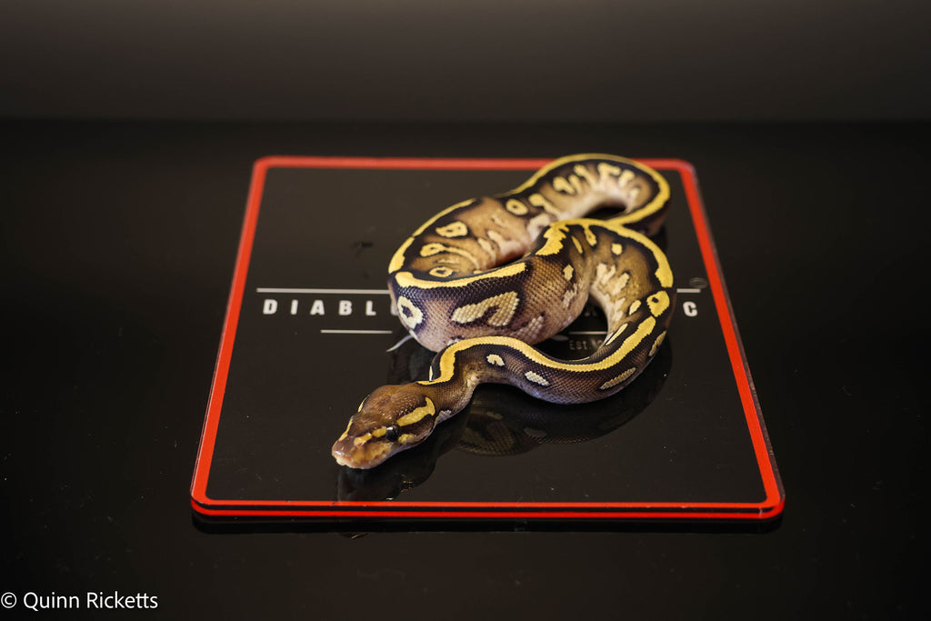 Kosmos Mojave Yellow Belly Orange Dream White Flame