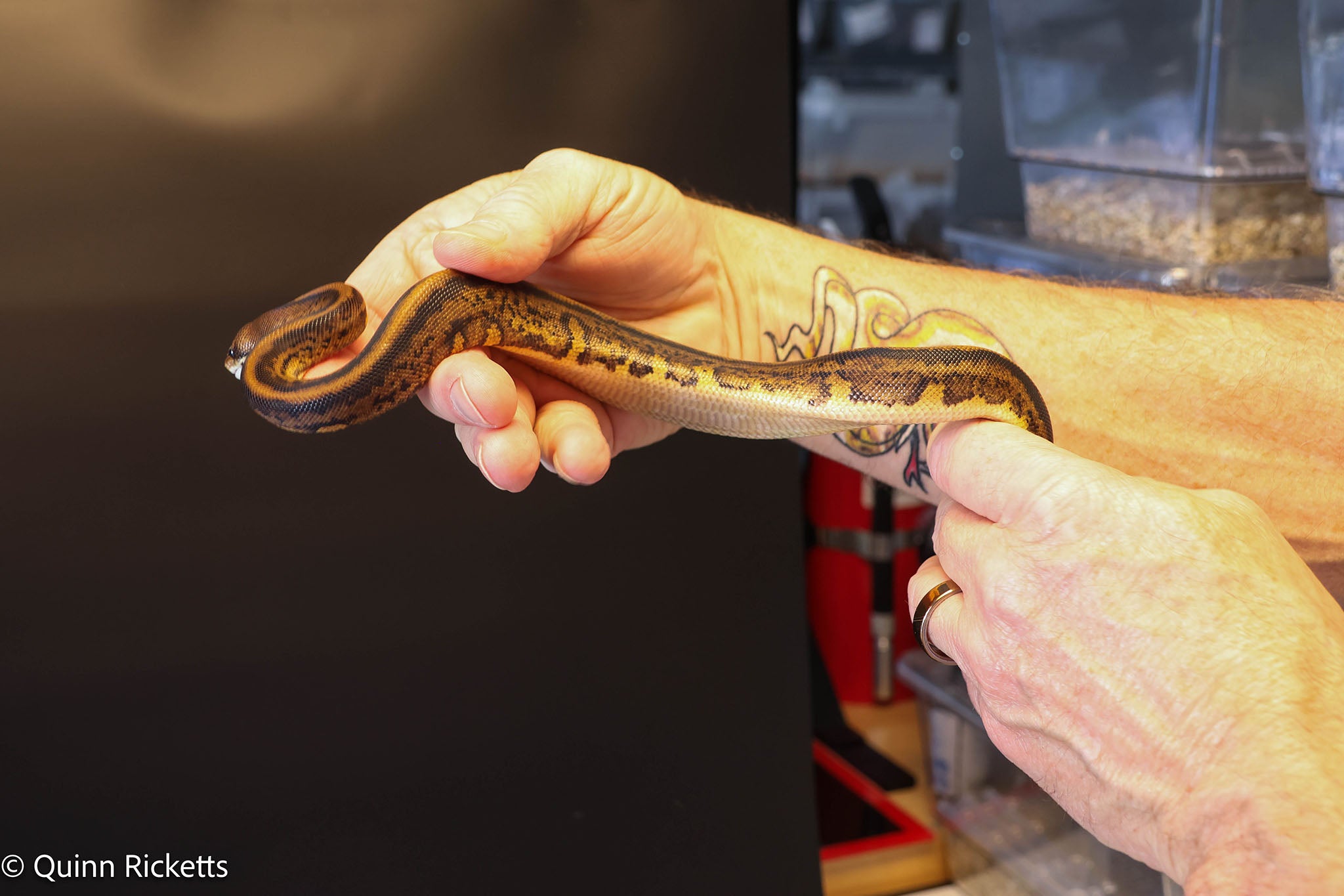 Kosmos Yellow Belly Stranger Scrambler Orange Dream Leopard White Flame