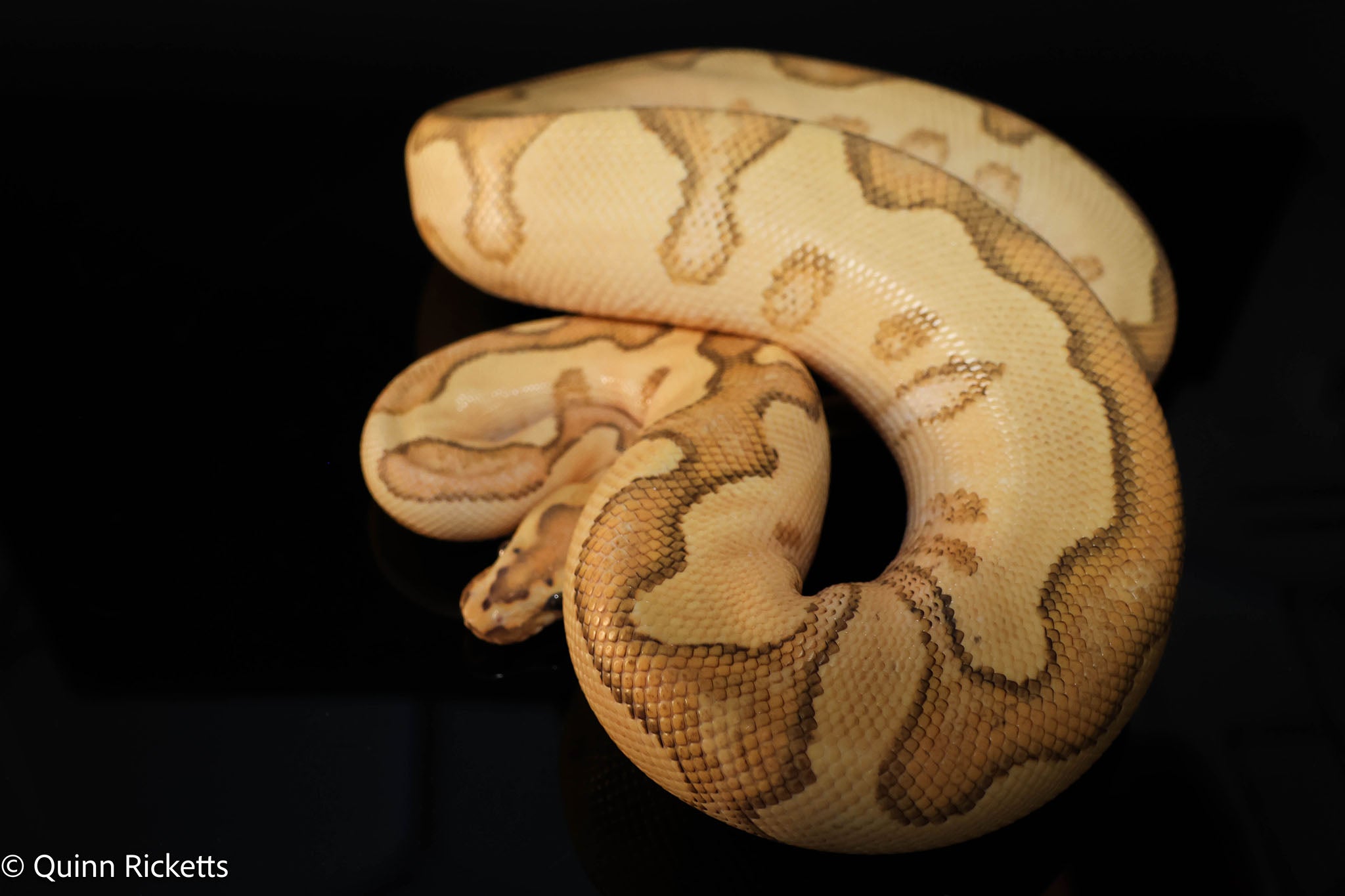 Lace Enchi Yellowbelly Het Clown