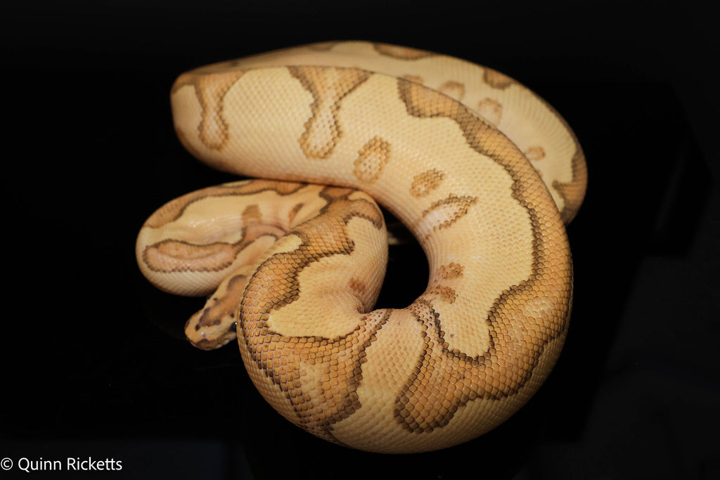 Lace Enchi Yellowbelly Het Clown