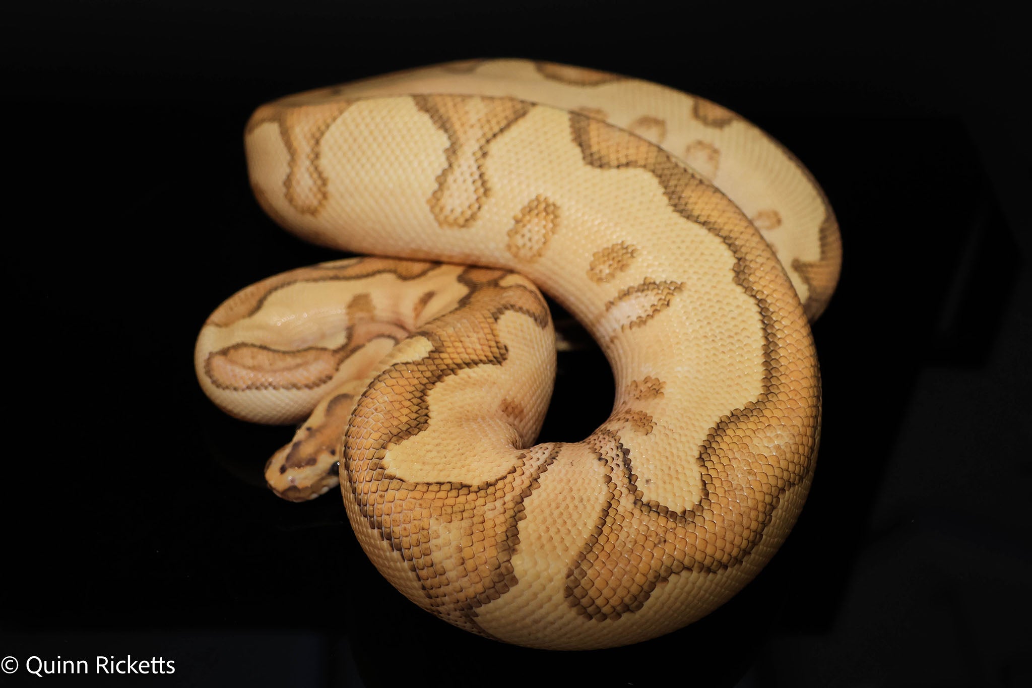 Lace Enchi Yellowbelly Het Clown