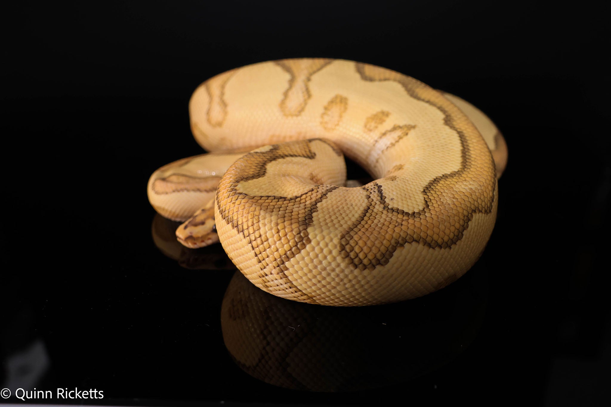 Lace Enchi Yellowbelly Het Clown