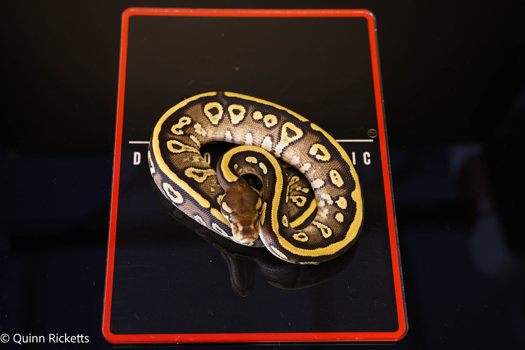 Kosmos White Flame Mojave Yellowbelly Stranger