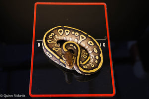 Kosmos White Flame Mojave Yellowbelly Stranger