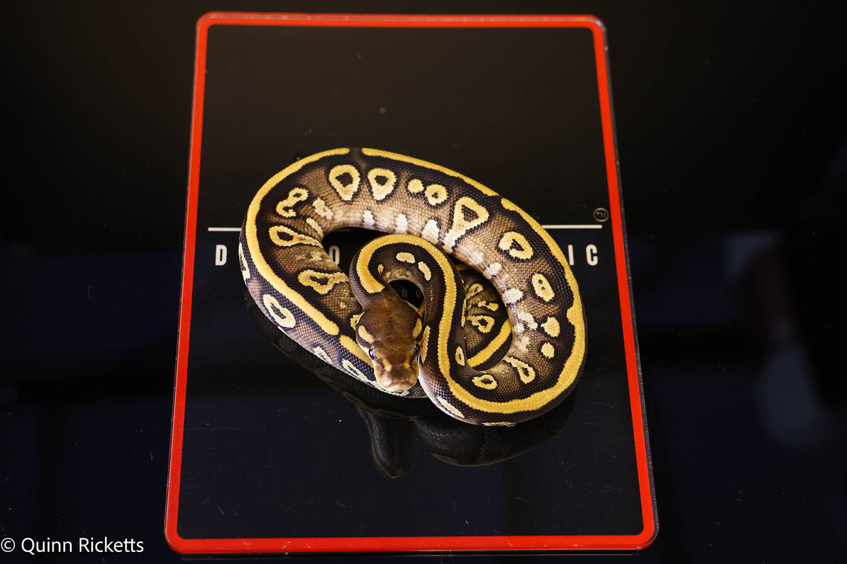 Kosmos White Flame Mojave Yellowbelly Stranger