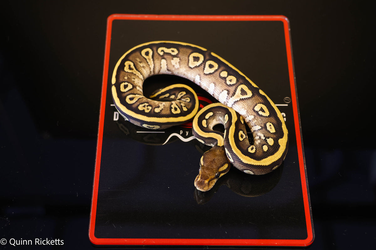 Kosmos White Flame Mojave Yellowbelly Stranger