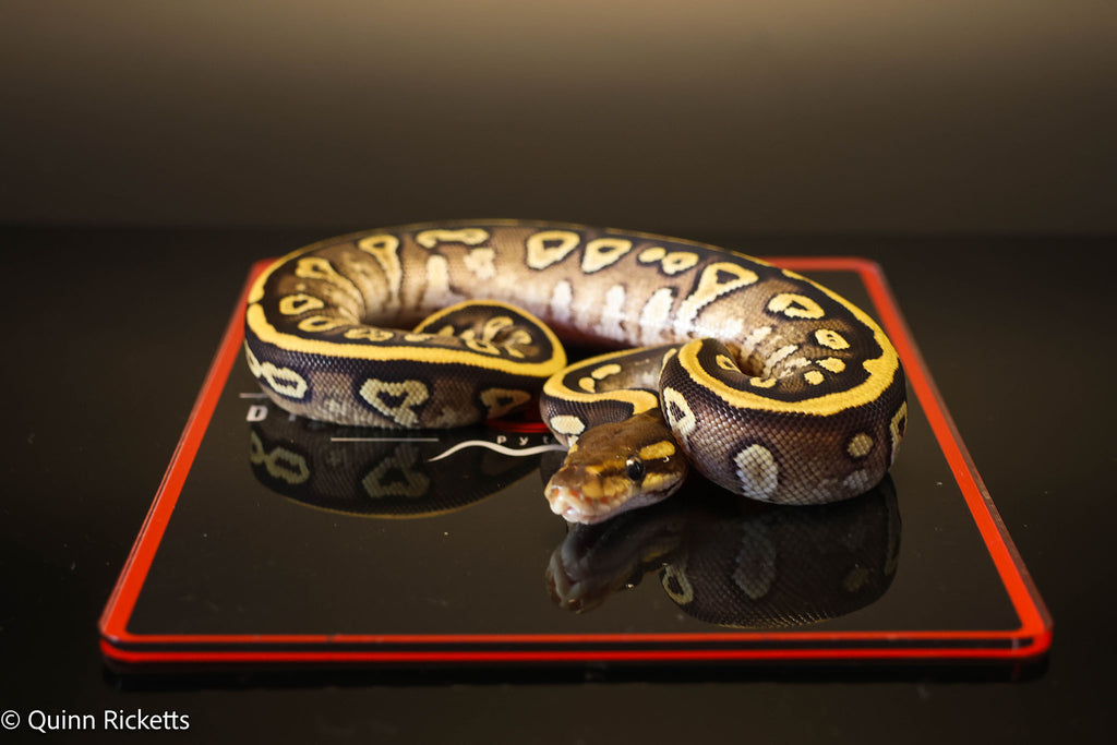 Kosmos White Flame Mojave Yellowbelly Stranger