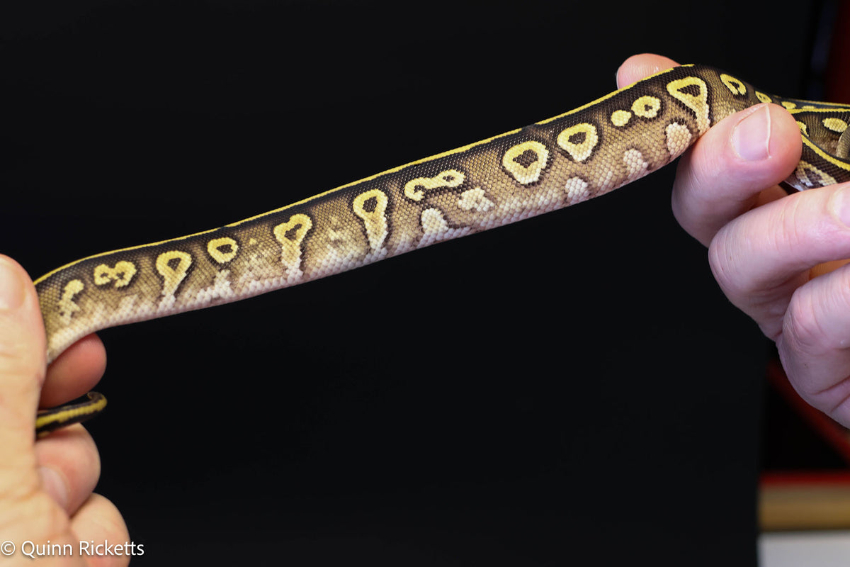 Kosmos White Flame Mojave Yellowbelly Stranger
