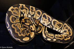 Pixel Jaguar Ball Python