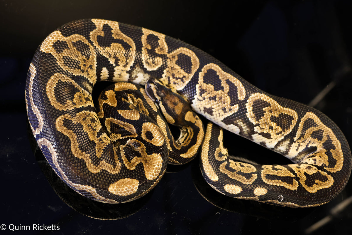 Pixel Jaguar Ball Python