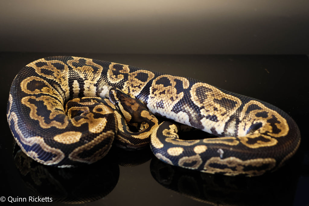 Pixel Jaguar Ball Python