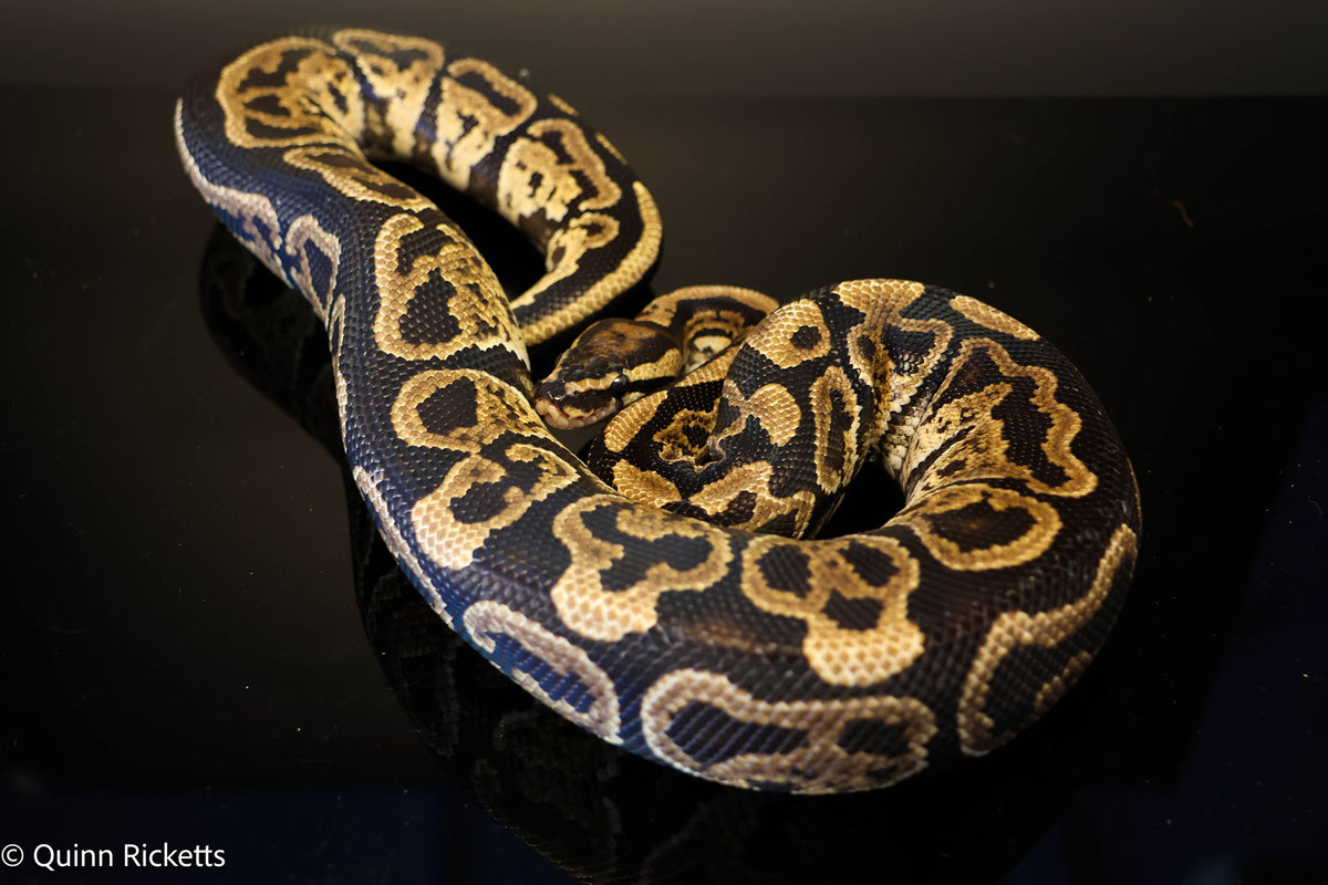 Pixel Jaguar Ball Python