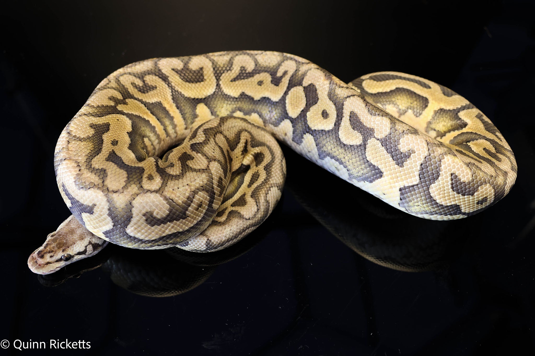 Super Pastel Puzzle Het Candy