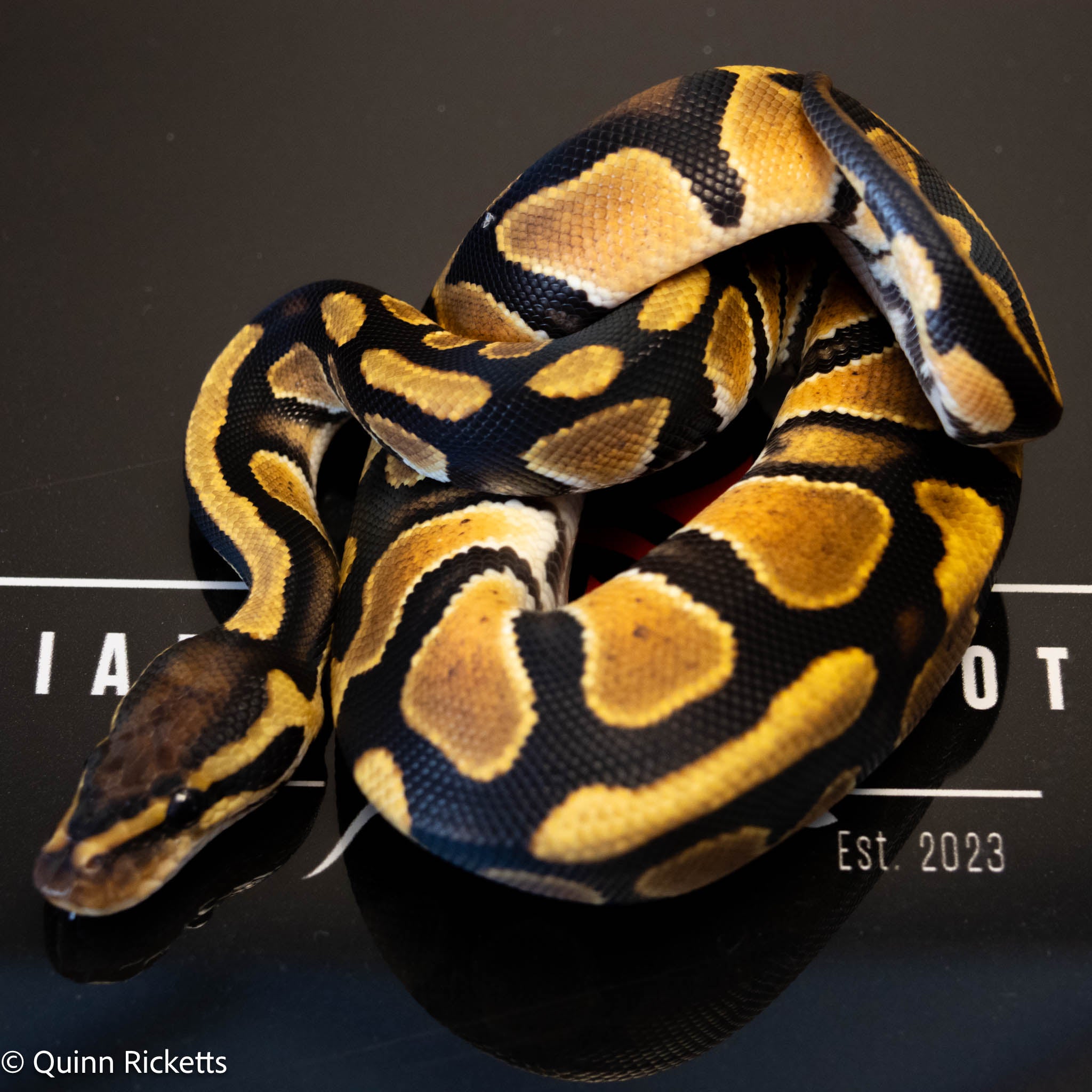 Orange Dream Lesser Enchi Het Sunset & Clown