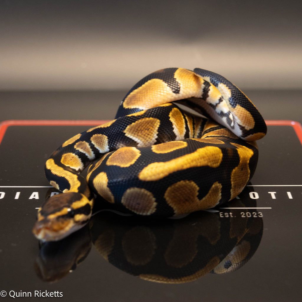 Orange Dream Lesser Enchi Het Sunset & Clown