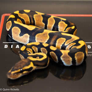 Orange Dream Lesser Enchi Het Sunset & Clown
