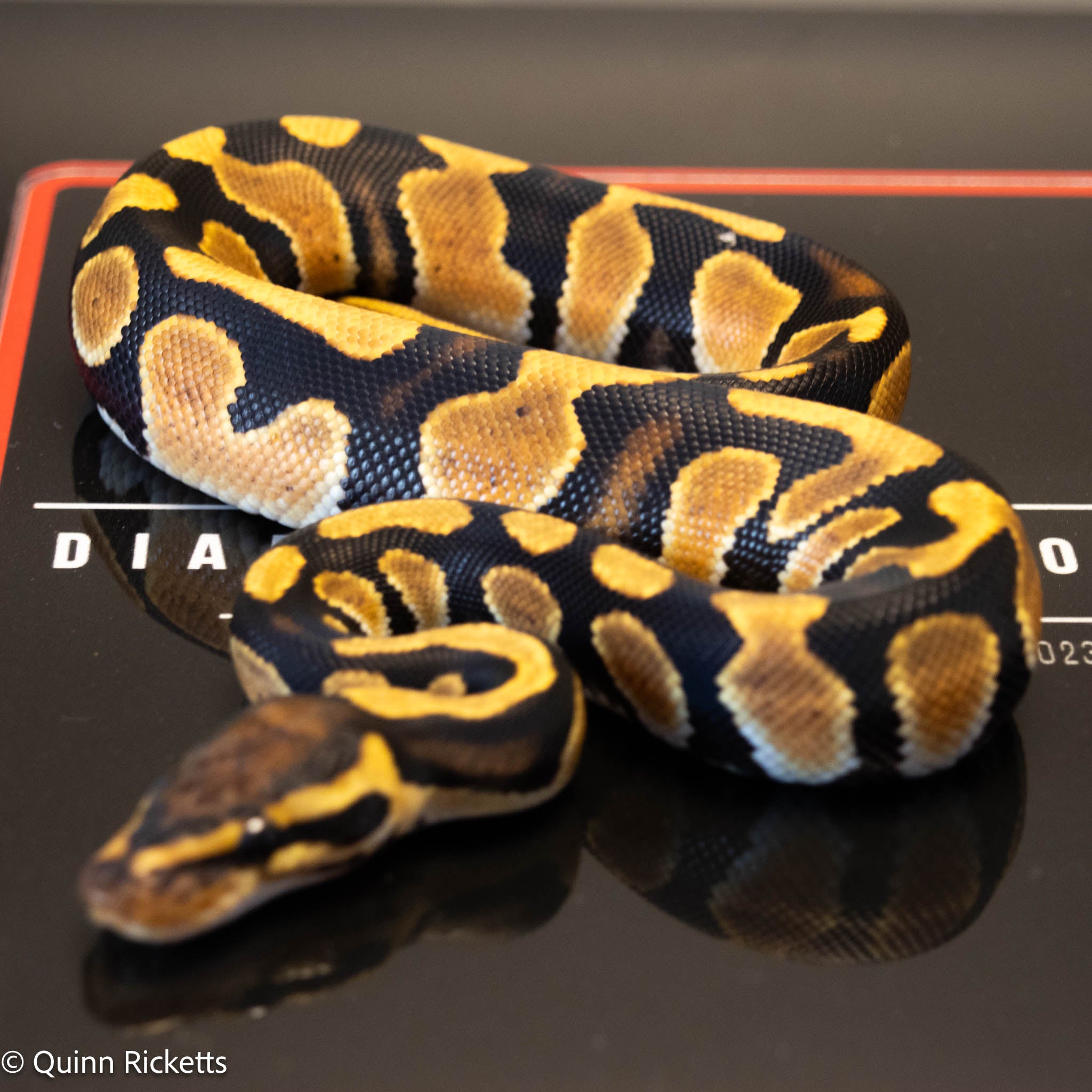 Orange Dream Lesser Enchi Het Sunset & Clown