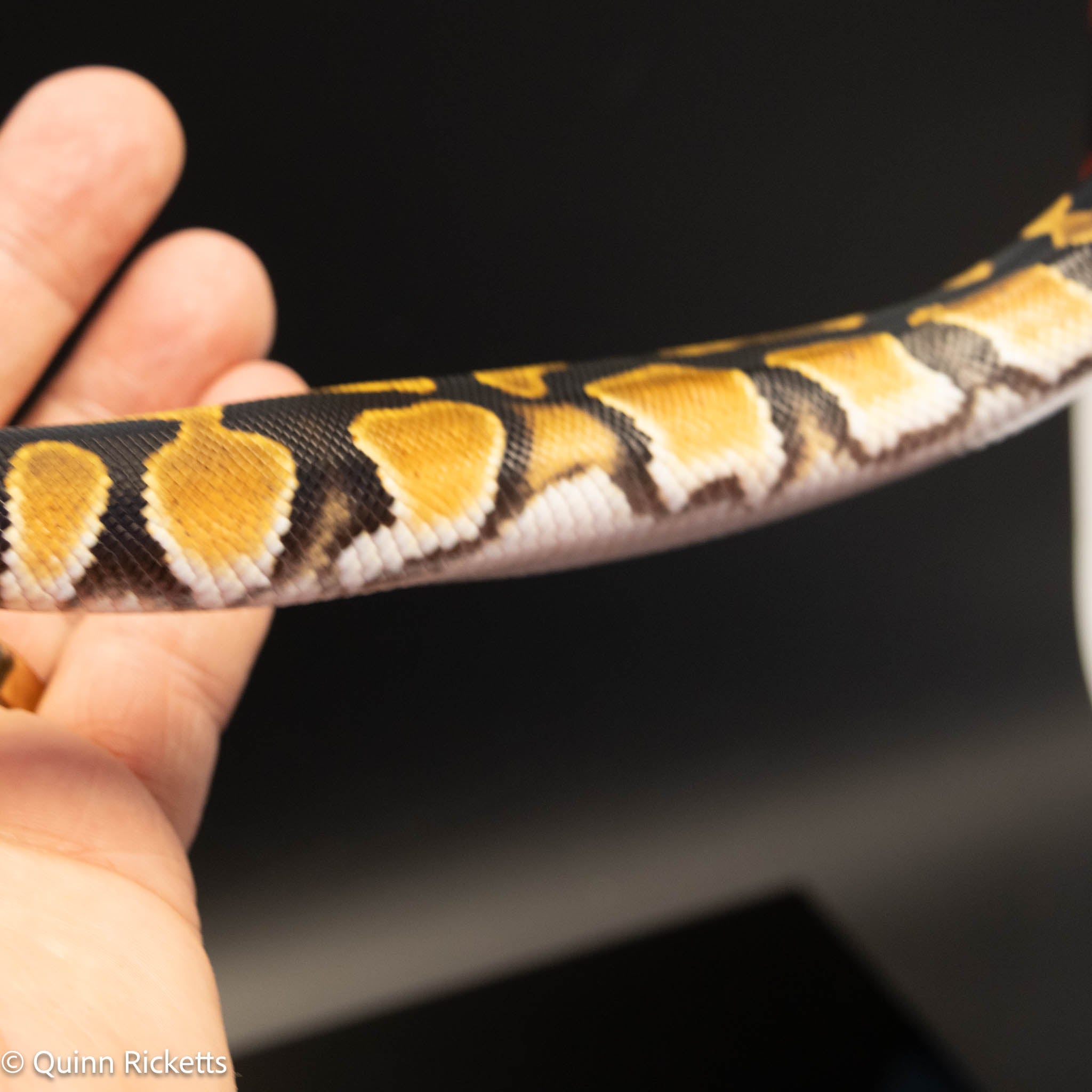 Orange Dream Lesser Enchi Het Sunset & Clown