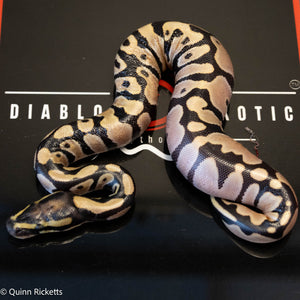 Super Orange Dream Leopard Pastel Desert Ghost Het Pied