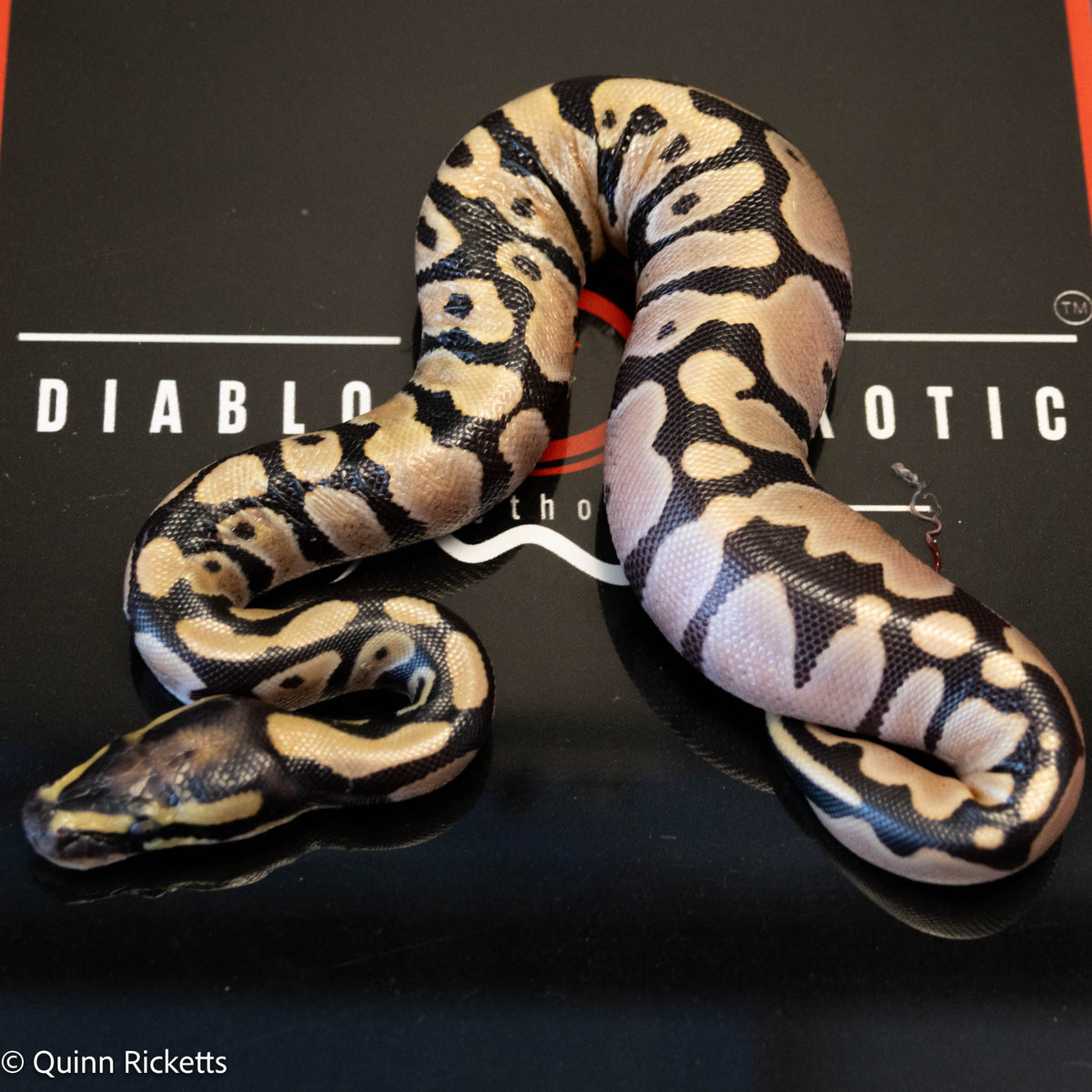 Super Orange Dream Leopard Pastel Desert Ghost Het Pied