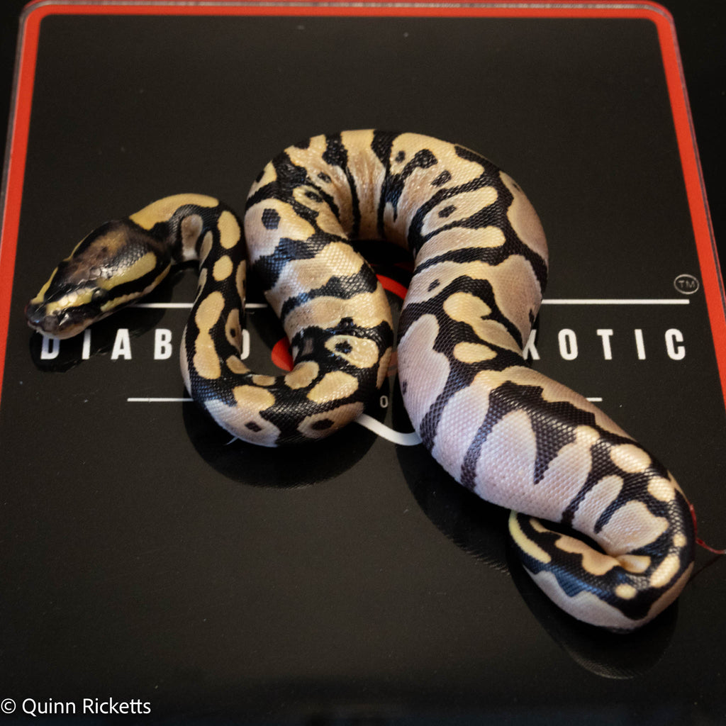 Super Orange Dream Leopard Pastel Desert Ghost Het Pied