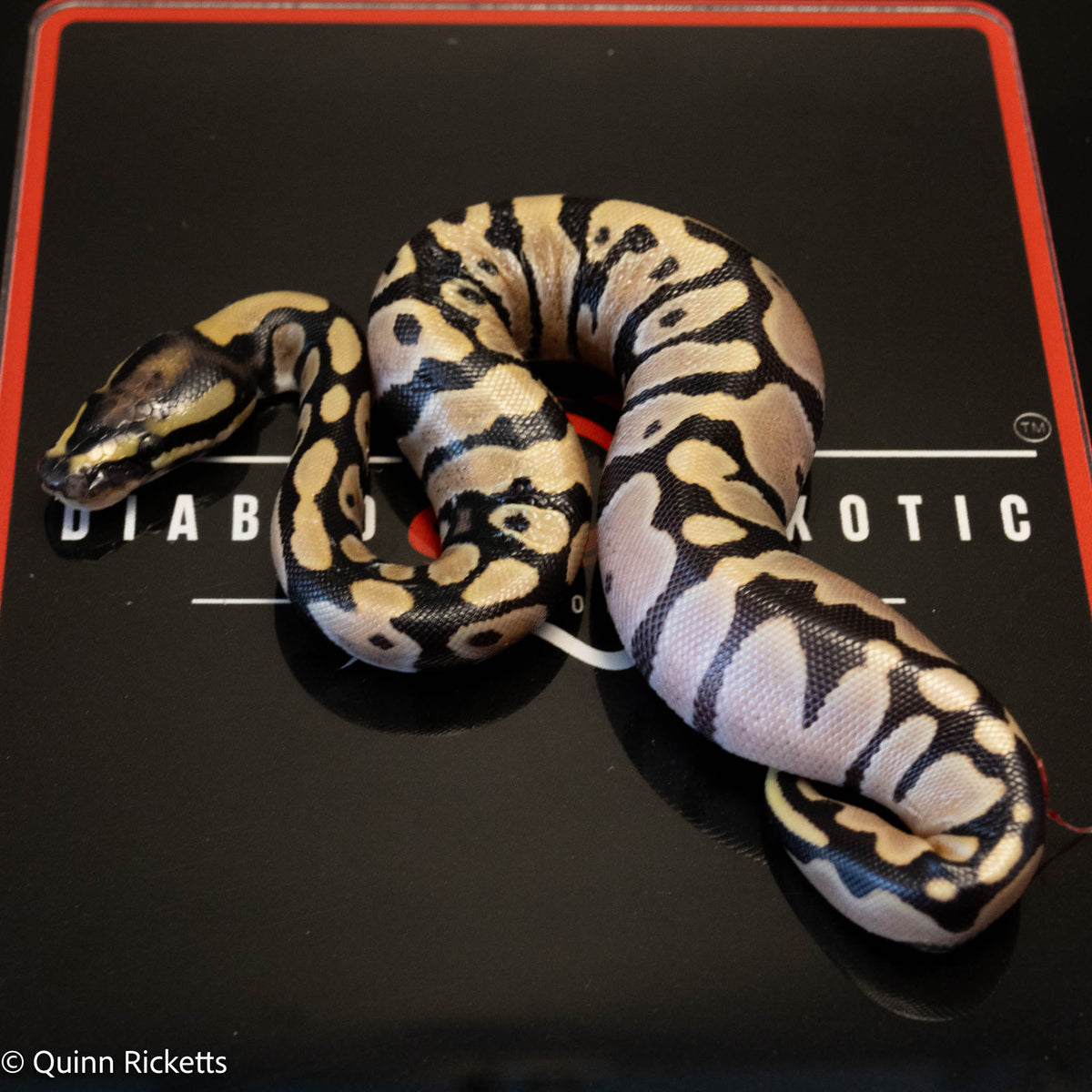 Super Orange Dream Leopard Pastel Desert Ghost Het Pied