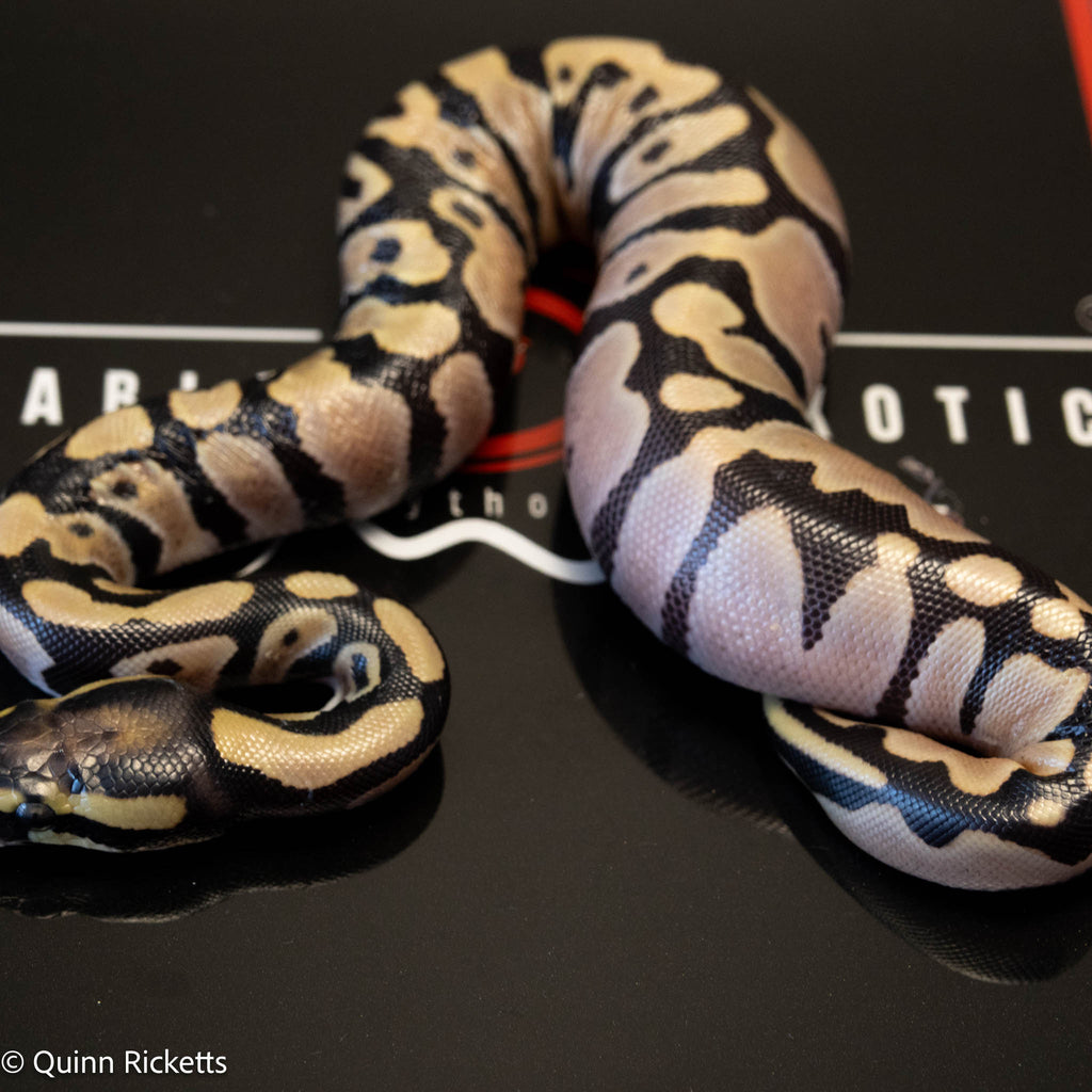 Super Orange Dream Leopard Pastel Desert Ghost Het Pied