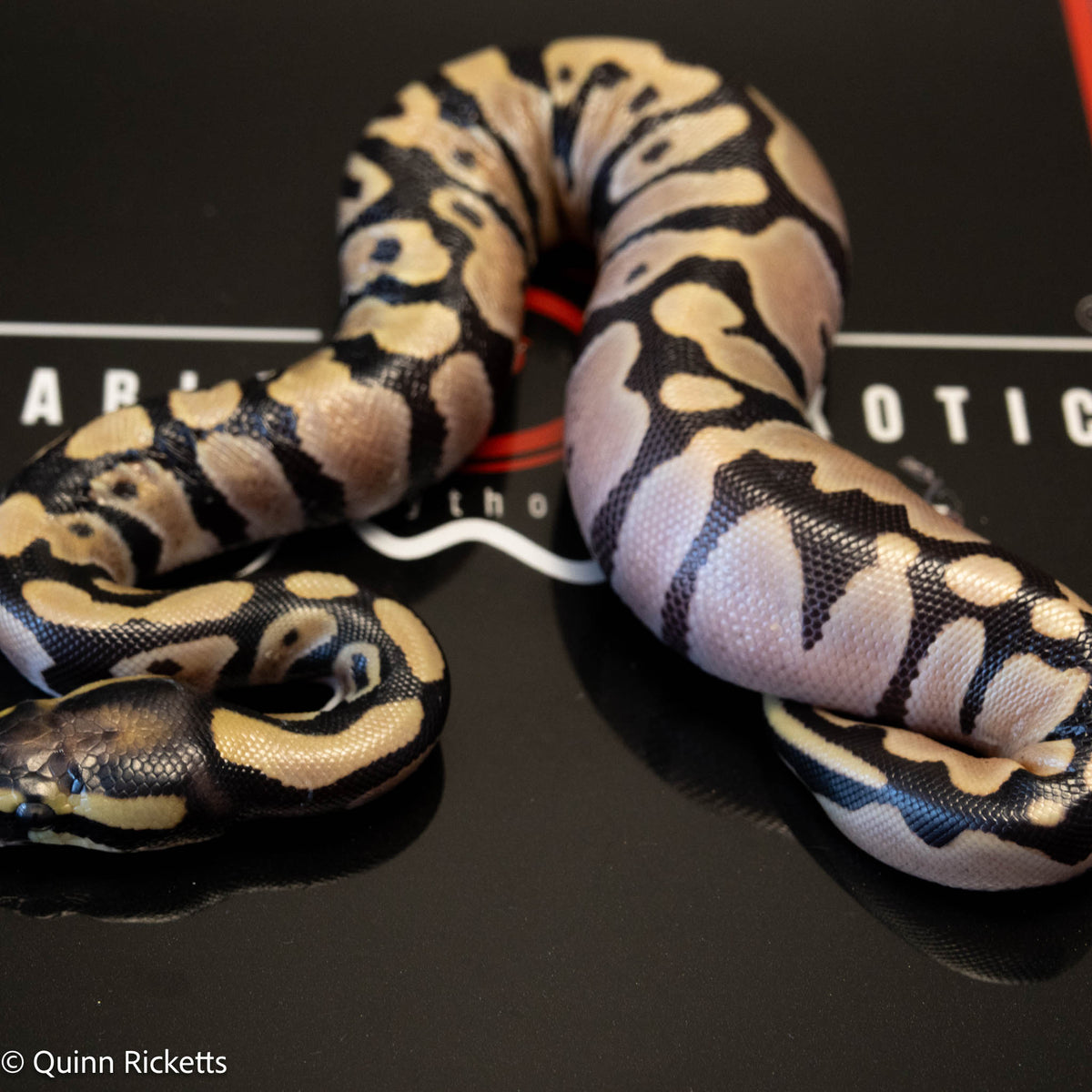 Super Orange Dream Leopard Pastel Desert Ghost Het Pied