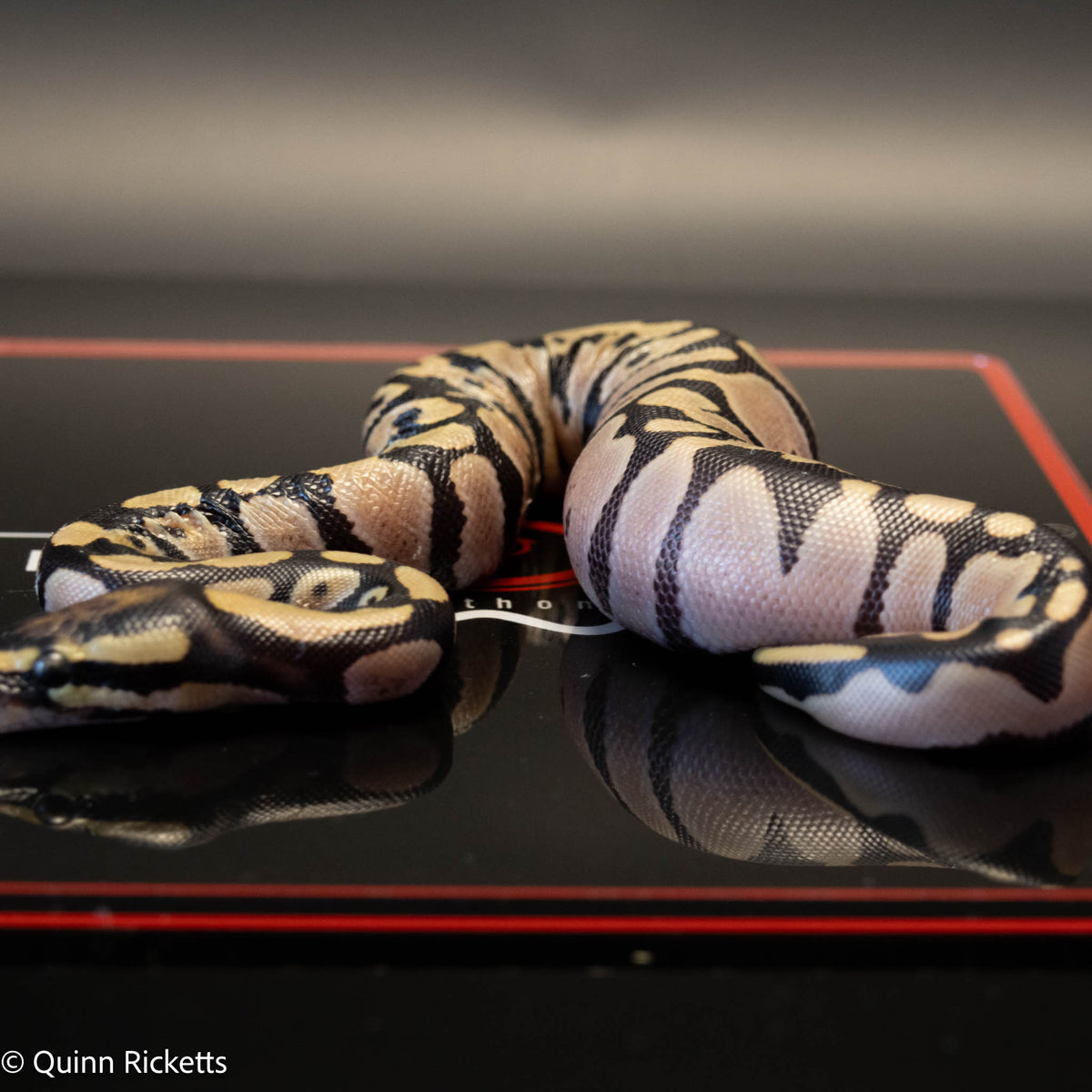 Super Orange Dream Leopard Pastel Desert Ghost Het Pied