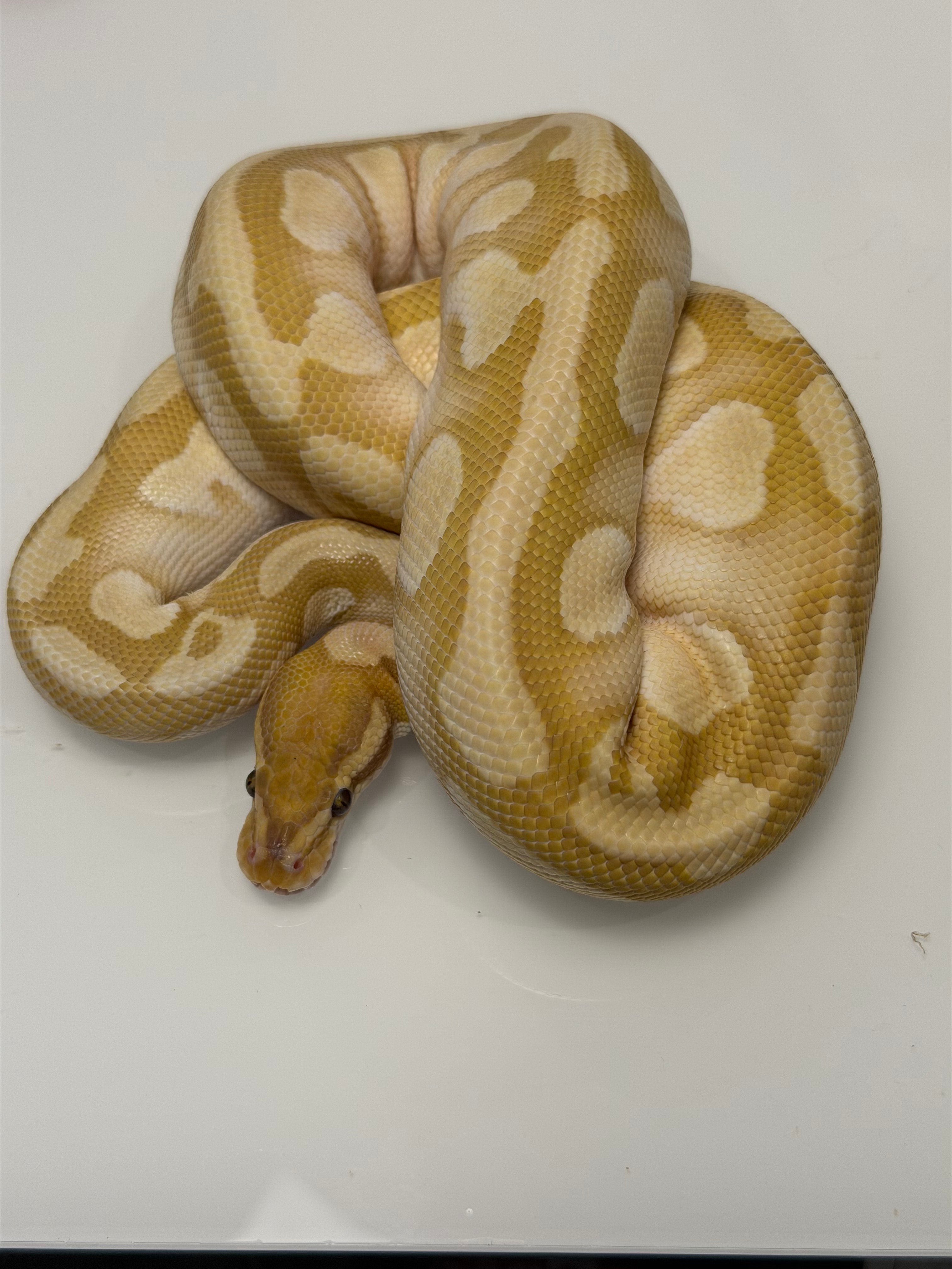 Orange Dream Lesser Ultramel Clown Het Desert Ghost Ball Python