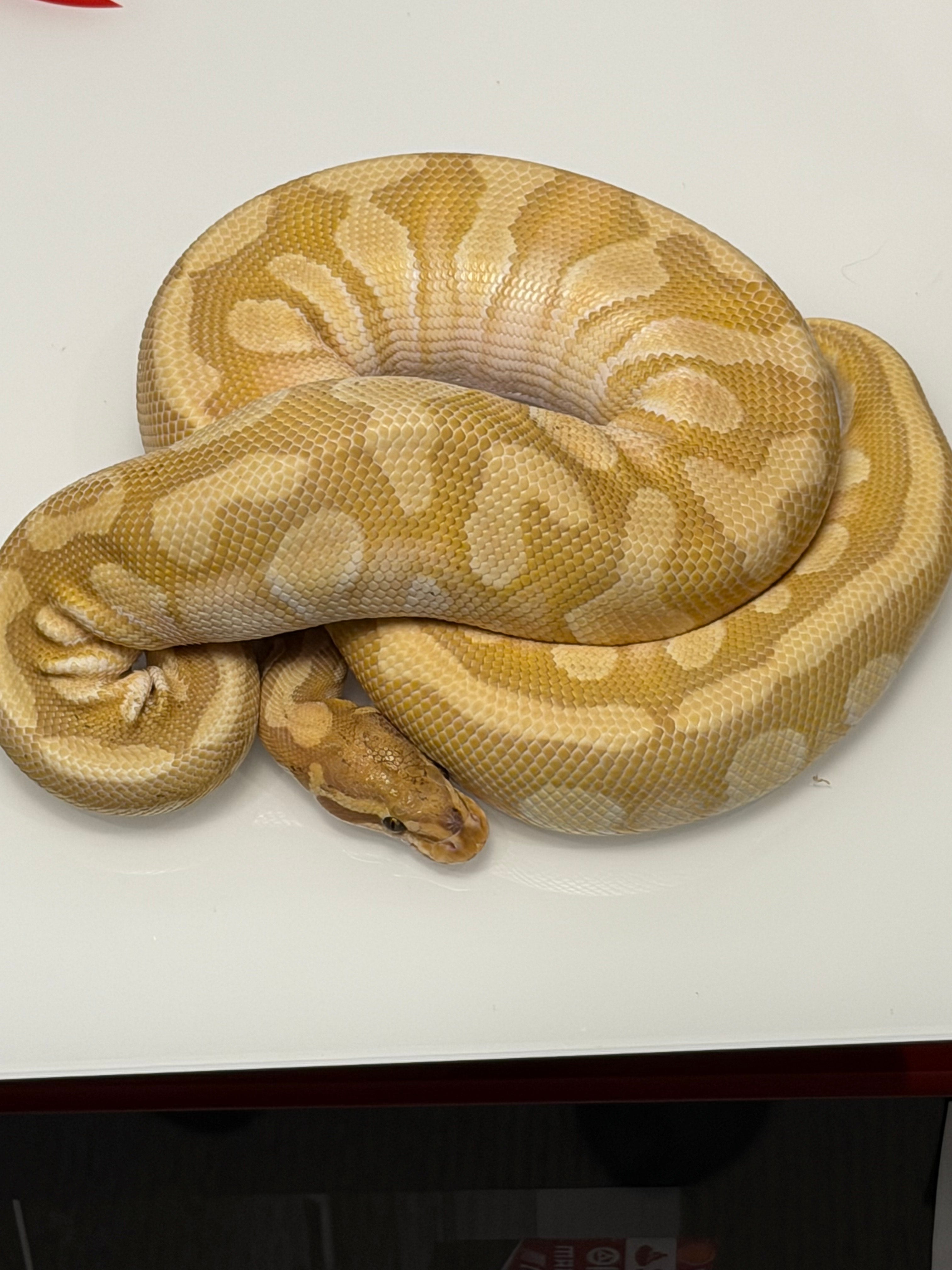 Lesser Orange Dream Ultramel Clown Het Desert Ghost Ball Python