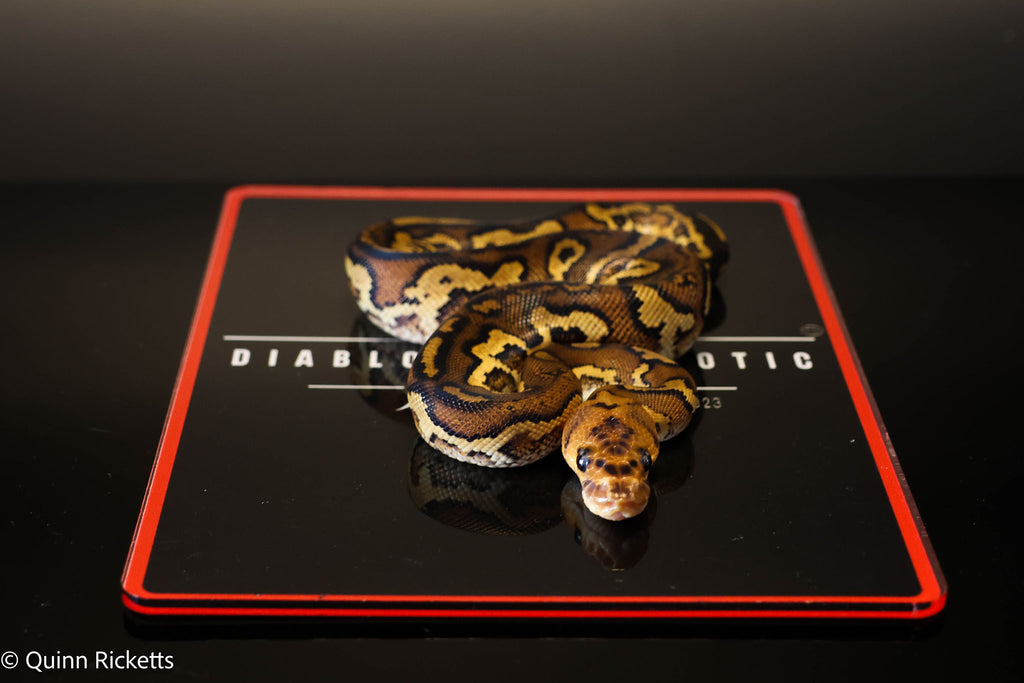 Stranger Spotnose Leopard Clown